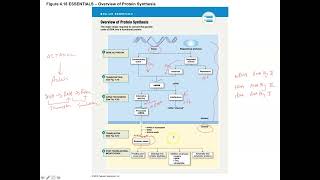 Unit 2 Part 8 Transcription mRNA Processing amp Translation [upl. by Yessac]