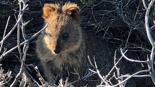 Quokka in the wild compilationAWWesome [upl. by Daney]