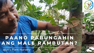 Paano pabungahin ang Male rambutan  Inarch Grafting [upl. by Arman]