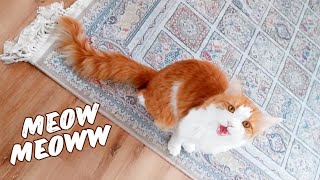 Relaxation with cat meowing 🥰 shorts catsound [upl. by Kuhn]