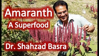 Amaranth A new crop in Pakistan by Dr Shahzad Basra [upl. by Winton]