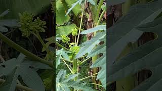 Papaya flowers respect respectandenjoythepeace youtubeshorts [upl. by Aloap]