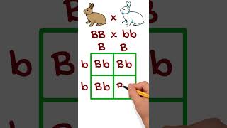 Simple Genetic Cross Example Using Punnett Squares punnettsquare genetics [upl. by Colan334]