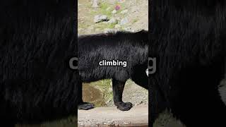 American Black Bear  Tree Climbing Masters animaleducation bearlife facts bearfacts bear [upl. by Corri959]