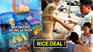 NANDITO NA MGA BAGONG PETS NA DUMATING NGAYONG ARAW  ARRANQUE SCENE [upl. by Wina757]