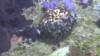 Tiger cowrie Cypraea tigris on the reef at night [upl. by Leunad]