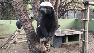 Honey Badger Stoffel and his son Stompy Moholoholo Animal Rehabilitation Centre 2017 [upl. by Ahserak224]