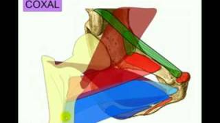 OSTEOLOGIA DE MIEMBRO INFERIOR 2 Diagnostico X [upl. by Nnayr]