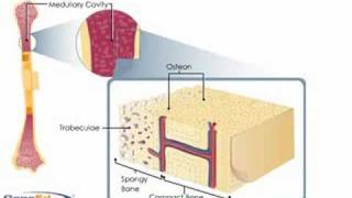 Bone anatomy [upl. by Joses]