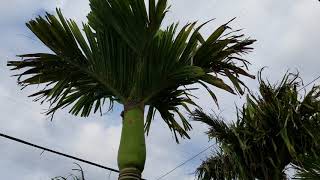 Areca catechu  The Betel Nut Palm All Sorts of Varieties [upl. by Eidurt]