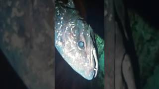 The Shocking Return of a DinosaurEra Fish Coelacanth Rediscovery ExtinctAnimals Shorts [upl. by Noyar641]