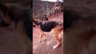 Boerboel Vs German Shepherd Dog Fight Chaos [upl. by Ydarb]