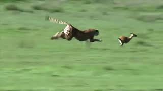 cheetah extreme acceleration and chasing gazelle [upl. by Eerised]