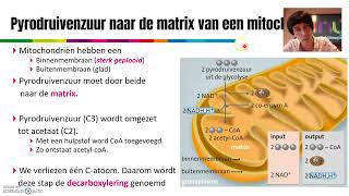 V6  Aerobe dissimilatie glucose  citroenzuurcyclus  194 deel 1 Nectar [upl. by Irim]