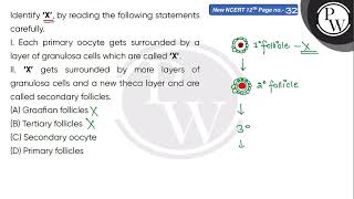 Identify lsquoXrsquo by reading the following statements carefully\nI Each primary oocyte g [upl. by Rina]