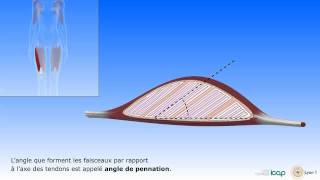 Le muscle squelettique organisation et architecture [upl. by Eelirem]