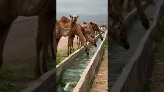 CAMELS DRINKING WATER GREAT JOB WHO DID [upl. by Aleacin]