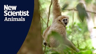 Gibbons sing duets with rhythmic qualities to help build social bonds [upl. by Urban]