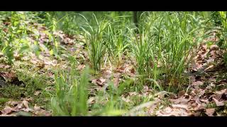 Grass animation  BLENDER 3D  Graswald Pro [upl. by Halyak]