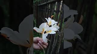 Ginger Lily Khumpui rare flower shortvideo🤍💛 [upl. by Meeks]