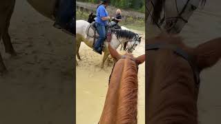 Hauled goose and zip out for a trail ride with our farrier Watch till the end Check PINNED COMMENT [upl. by Brown638]