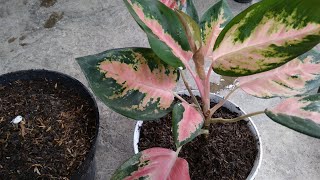 How to Propagate Aglaonema at Home  Best amp Easy Way  Propagate Aglaonema Plant Cuttings [upl. by Lachance865]