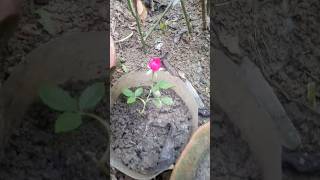 🌹 very small Rose plants🌹plants rose sorts [upl. by Henrion522]