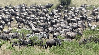 The Great Wildebeest Migration  Serengeti Tanzania [upl. by Arateehc]