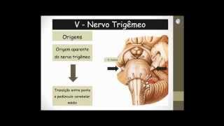 Nervo Trigêmeo e Gânglio Trigeminal  Características e Generalidades [upl. by Ty166]