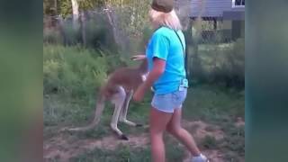 Man fights kangaroo Compilation Best Funny Videos [upl. by Suolevram]