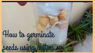 How to germinate seed using cotton balls  kids science activity [upl. by Icyac809]