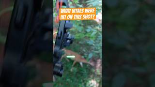 What vitals do you think were hit on this shot hunting bowhunting ytshorts shorts [upl. by Annav]