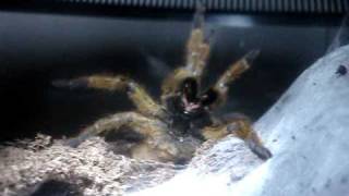 Defensive Orange Baboon Tarantula [upl. by Mcdowell359]