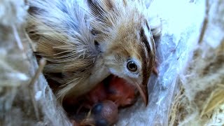 Zitting cisticola bird is sitting on top of babies birdswithme107 [upl. by Enixam]