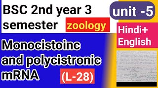 Bsc 2nd year 3 semester zoology topic Monocistonc and polycistronic mRNA [upl. by Novit435]