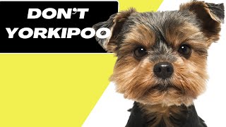 7 Reasons You Should NOT Get A Yorkipoo [upl. by Brit]