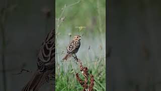 Corn bunting Emberiza calandra corn bunting emberiza calandra bird nature wildlife HA65096 [upl. by Tegdig]