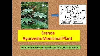 Eranda l Health Benefits of Castor oil l Ricinus communis l Ayurvedic uses castor Arand l uses [upl. by Flodur167]