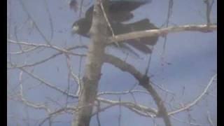 Crow hunting 6 slowmotion neckshot [upl. by Chipman]