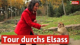 Das Elsass entdecken  eine Tour von Eguisheim über Colmar bis zur Hochkönigsburg Spar mit Reisen [upl. by Sandon]