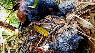 Greater coucal Baby Bird is too cold to eat the mothers foodbirds babyanimal nature [upl. by Wilcox505]