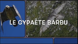 Le Gypaète barbu 2018 PaysdEnhaut Vaud Suisse  Lammergeier Swiss Prealps  Gypaetus Barbatus [upl. by Naitsirk]