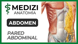 Anatomía del Abdomen  Pared abdominal MÚSCULOS Y VAINAS [upl. by Ahse]