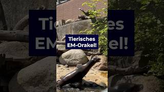 Tierisches EMOrakel 🦭 [upl. by Cartie]