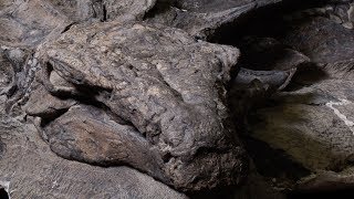 Worlds bestpreserved armoured dinosaur fossil now on display [upl. by Maud]