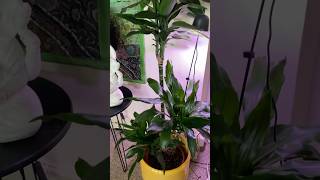 Dracaena Fragrans houseplants indoorplants plantlover plantcollection indoorgardening [upl. by Ttenneb]