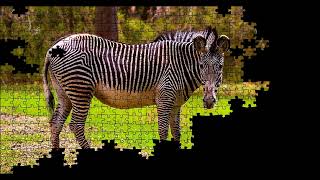 Zebra Puzzle Time Lapse 500pcs [upl. by Aisats515]