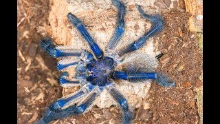 Monocentropus balfouri  Breeding Attempt [upl. by Verene139]