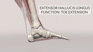 Extensor Hallucis Longus Function Toe Extension 3D Animation [upl. by Asilenna872]