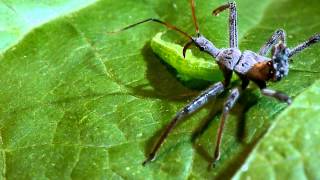 Wheel bug assassin bug vs green cloverworm caterpillar [upl. by Weismann]